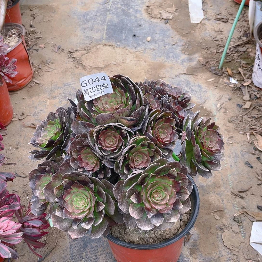 044黑魔多肉法师