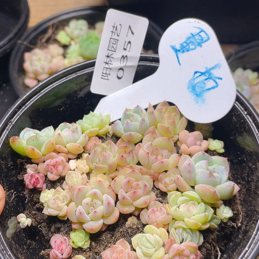 量拍多肉植物多肉植物357