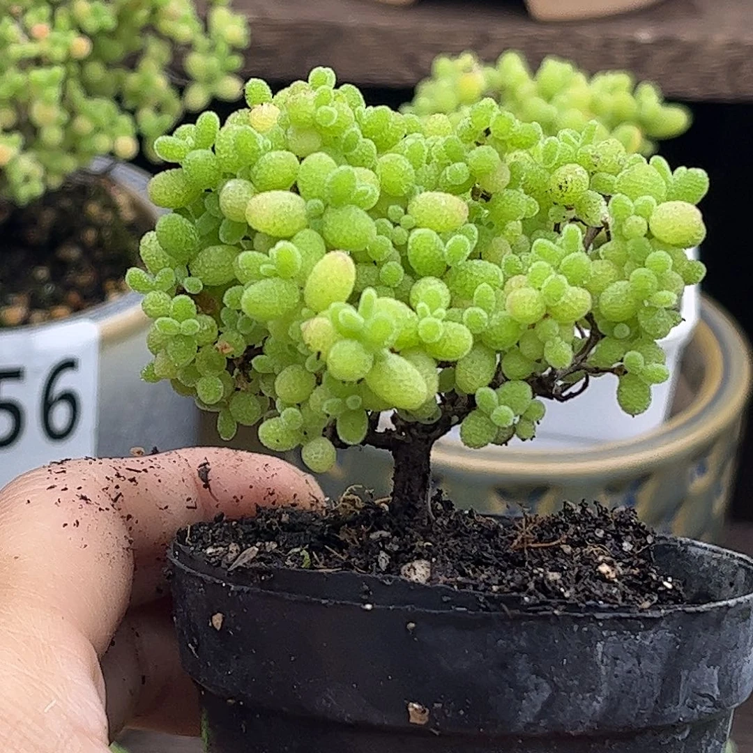 54蜜桔糖球优选枝干