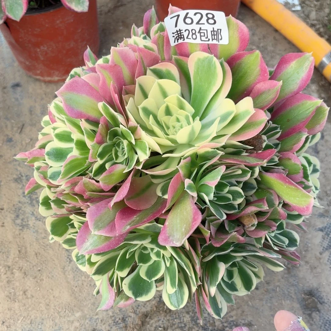 D. 7628绿体女巫多肉