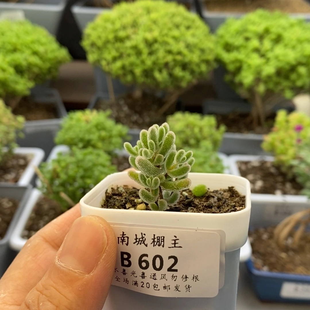 602冰糖枝干番杏