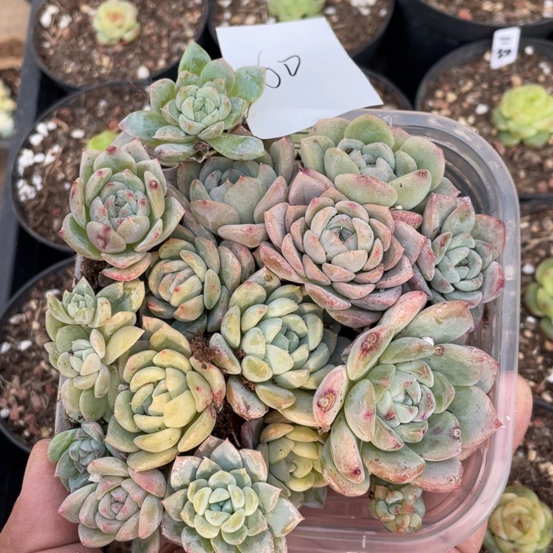 60号吉禄福利切糕