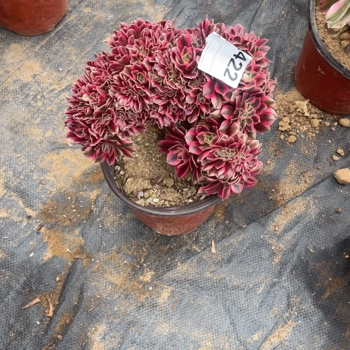 多肉粉女巫朵朵缀化422