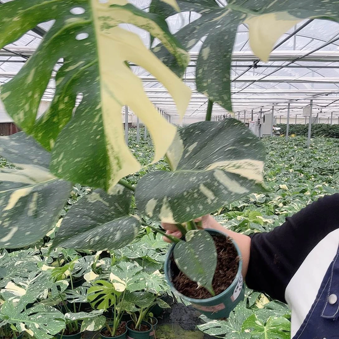 完全开放?***崎洒金11111