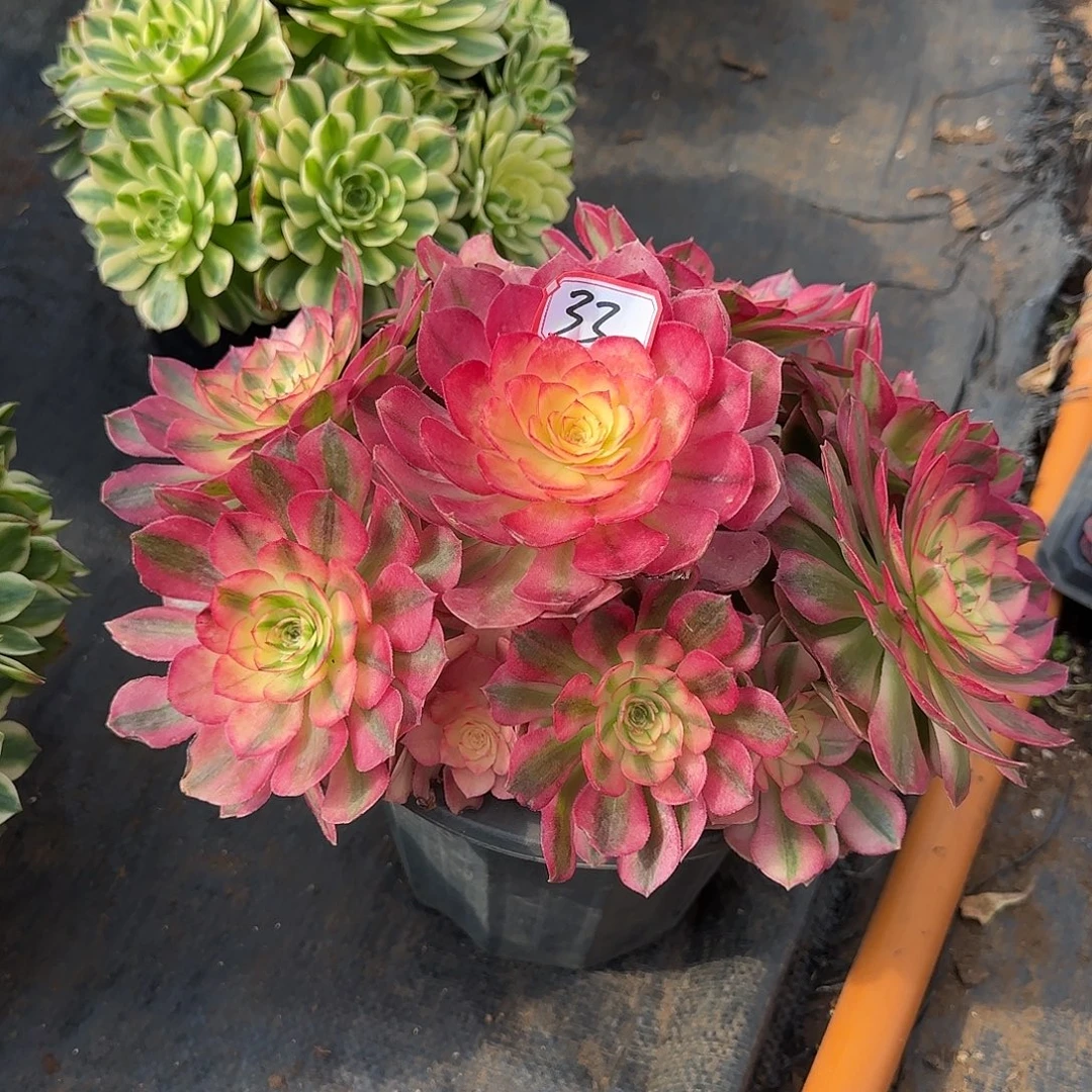 精品多肉植物0033
