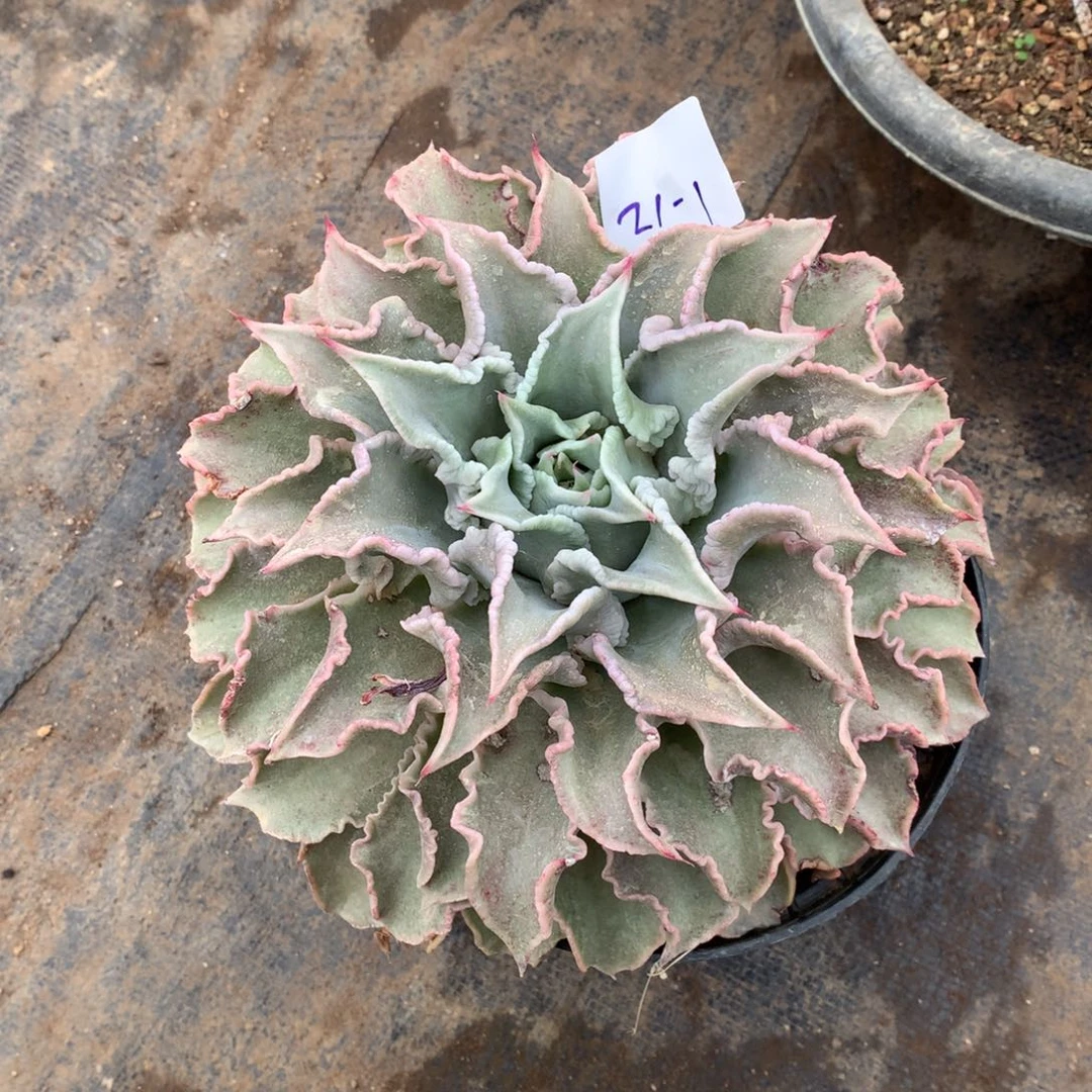 饺子皮一物一拍21-1