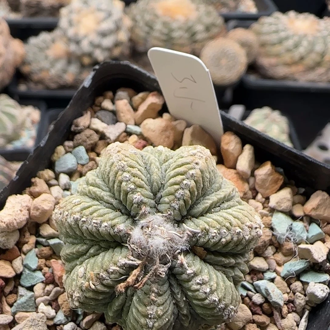 老花龙111111111111111