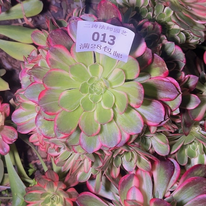 旅**1013黑魔锦多肉植物