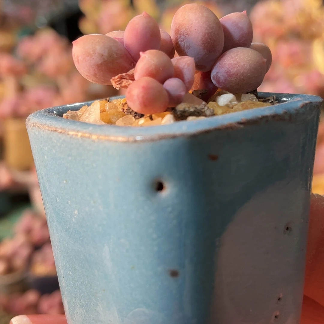 *️****多肉植物的生长发育与生长