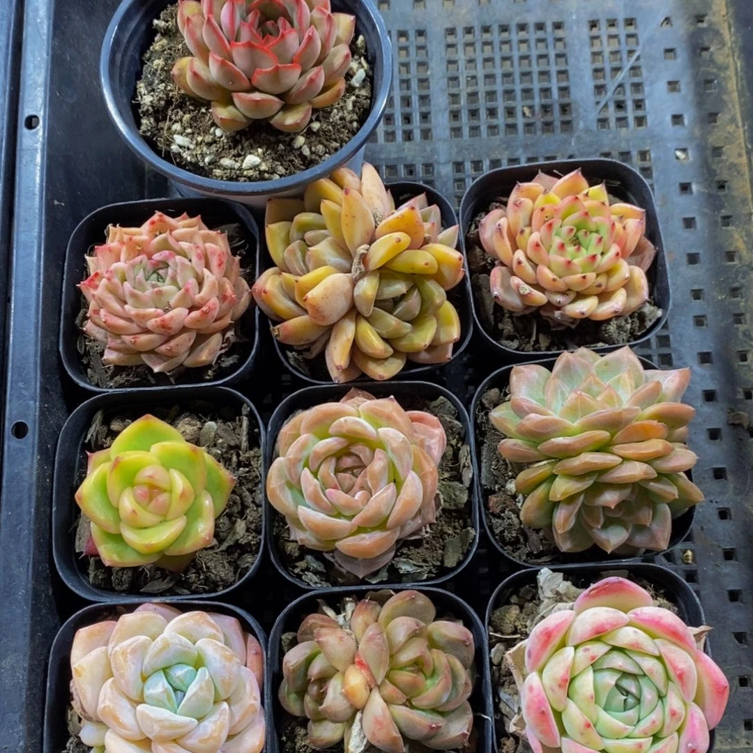 36 -精品框拍美肉十个