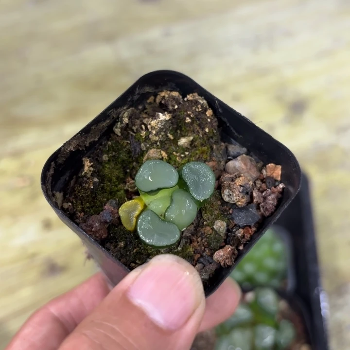 小盘空门万象 带盘发货