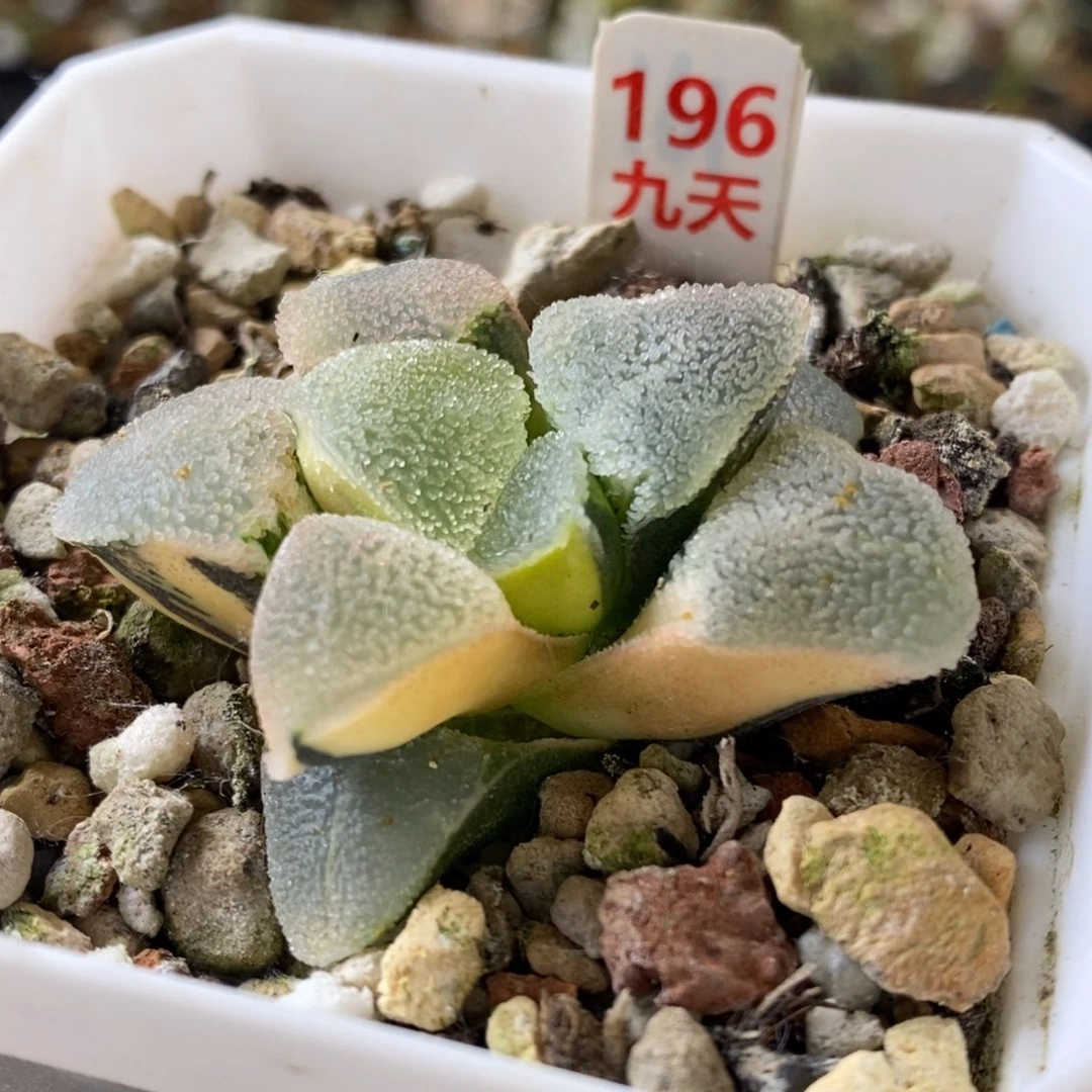 196号冰钻磨面锦多肉