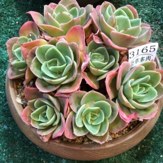 星纳塔，3165，一物一拍