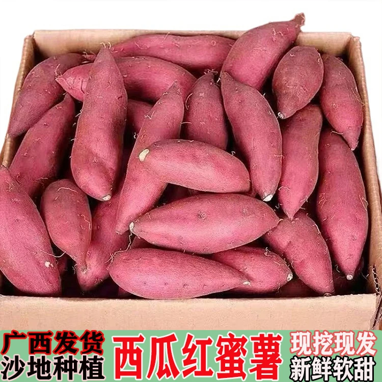 现挖沙地西瓜红蜜薯沙地板栗新鲜地瓜番薯红薯软糯糖心食用可种植