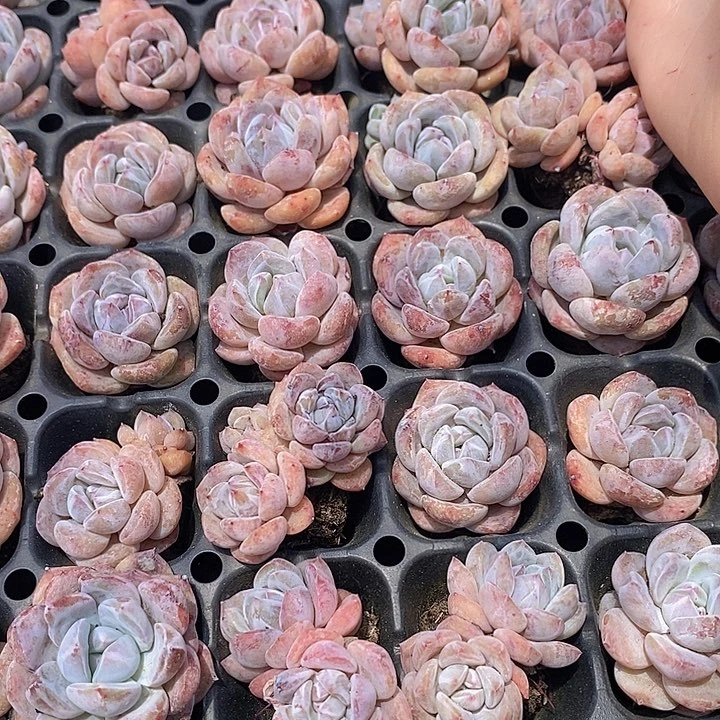 108 多肉植物盆栽花卉植物