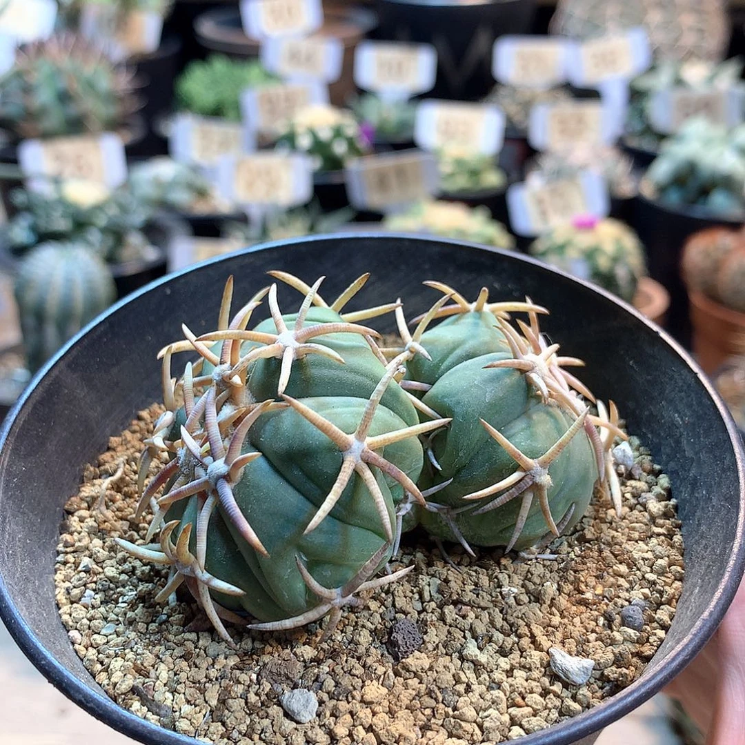 短刺翠平