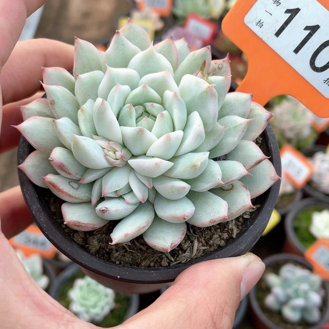 【闪购商品】110号