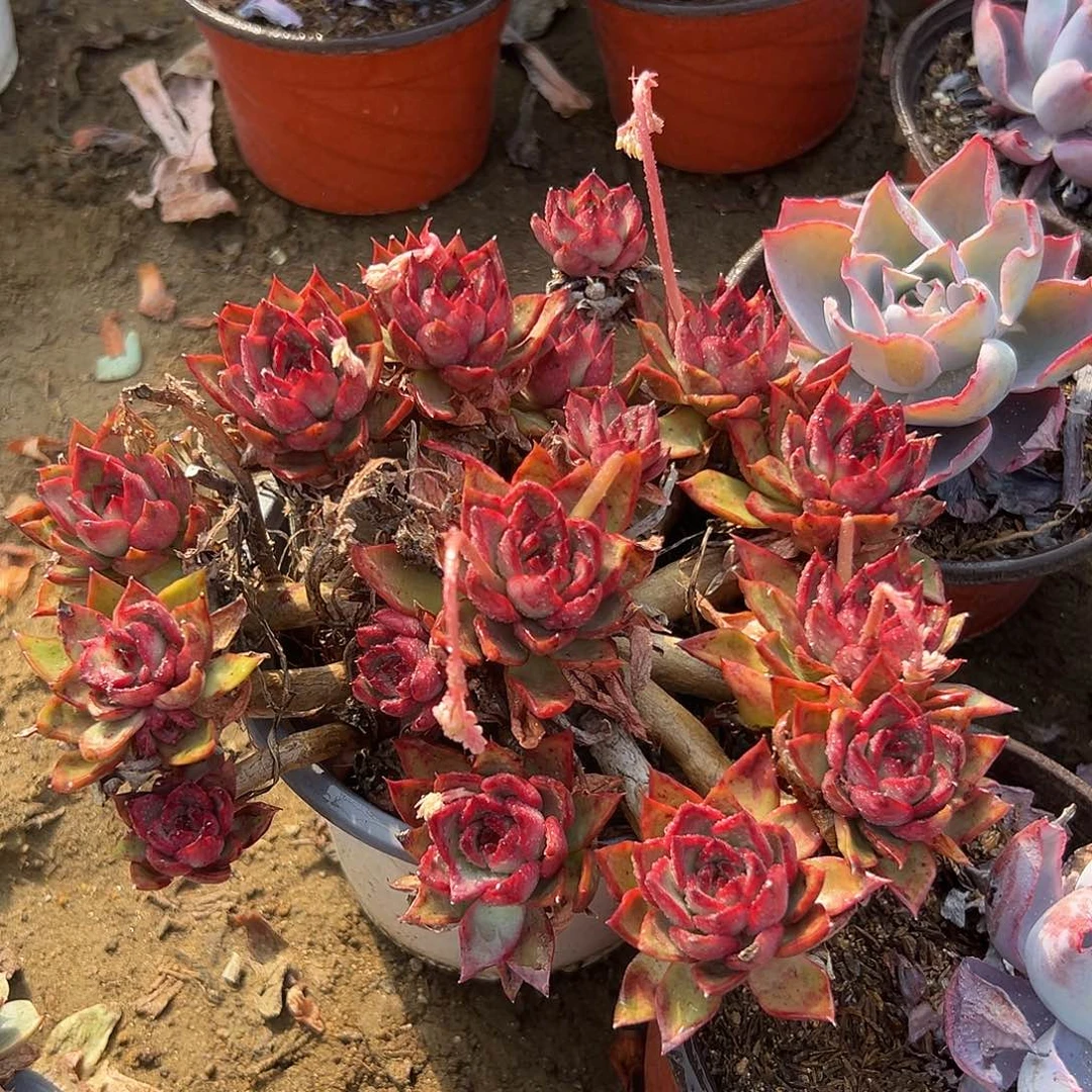 多肉植物野马冬云