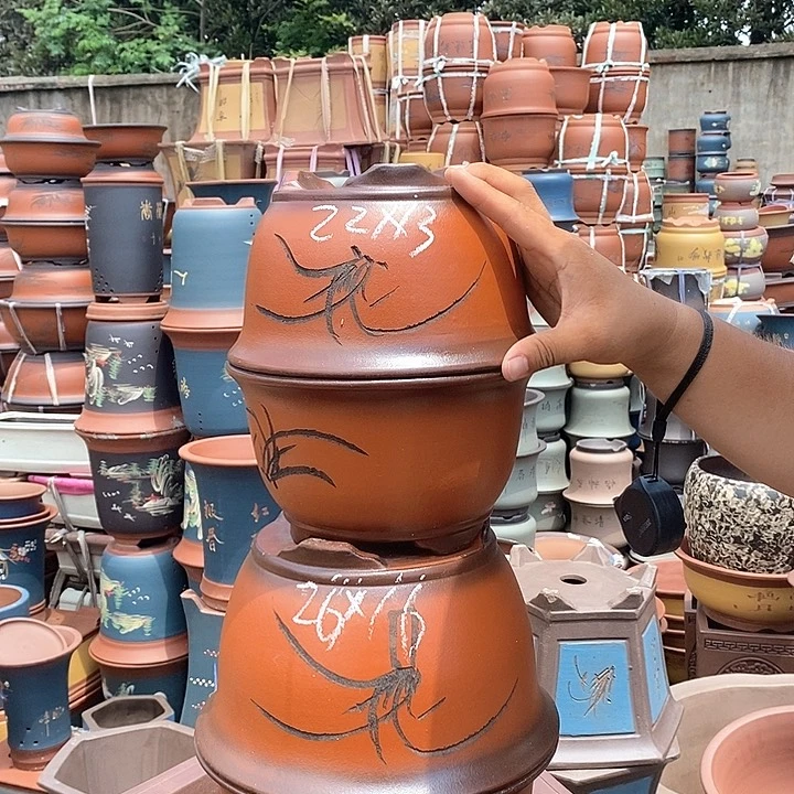 紫砂花盆盆栽植物种植