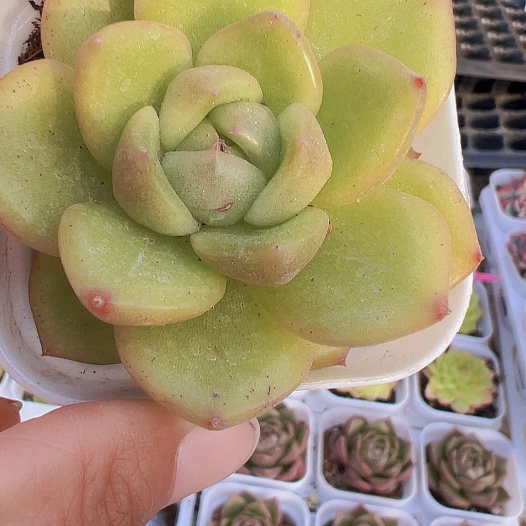 绿珍妮19包邮多肉