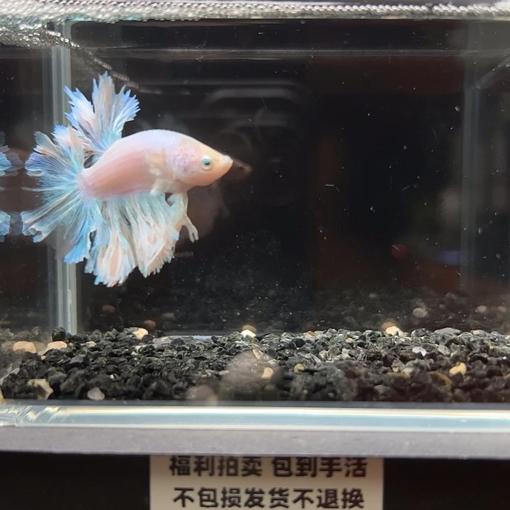 斗鱼竞拍跑单拉黑27日93
