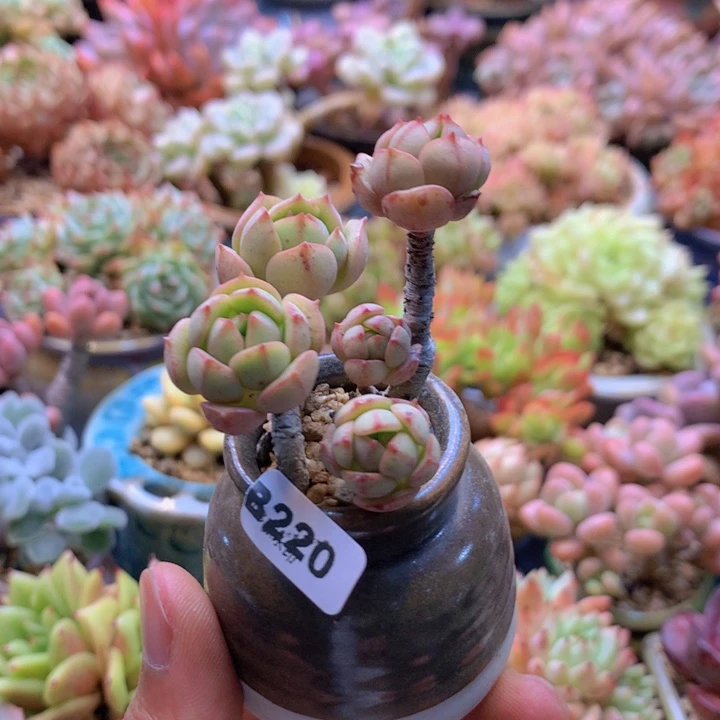 一物一拍含盆土满38包邮B220