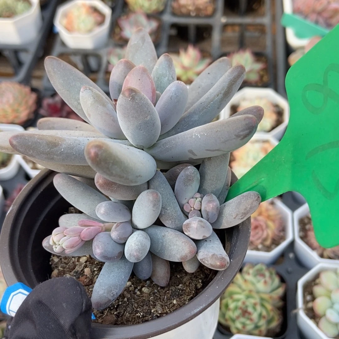 875白兰地多肉植物