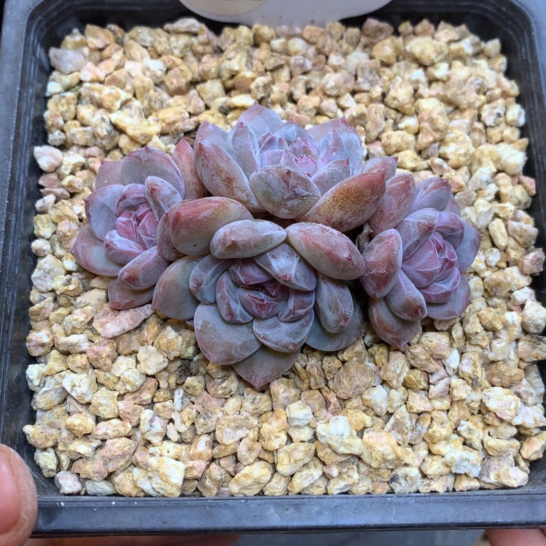 A84 橙子 小脸 自然群7.5cm