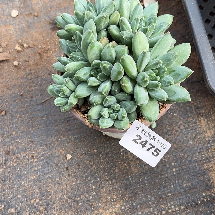 阿雅园艺。       2475