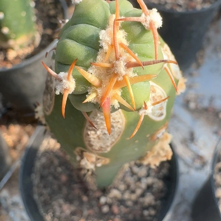 缀化平丸缀化苗接