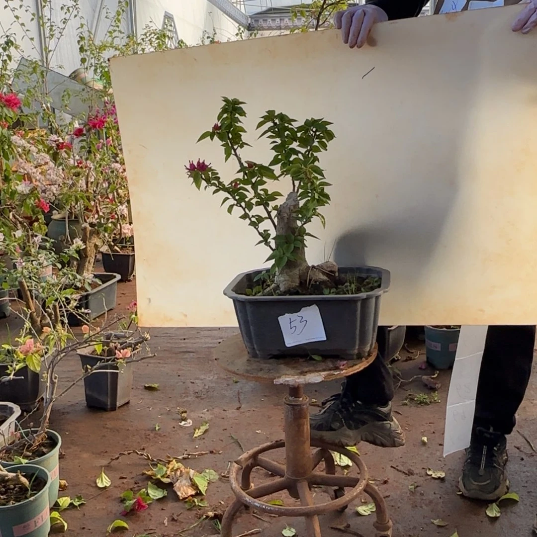 大部分开放少量花苞小桃红 53脱