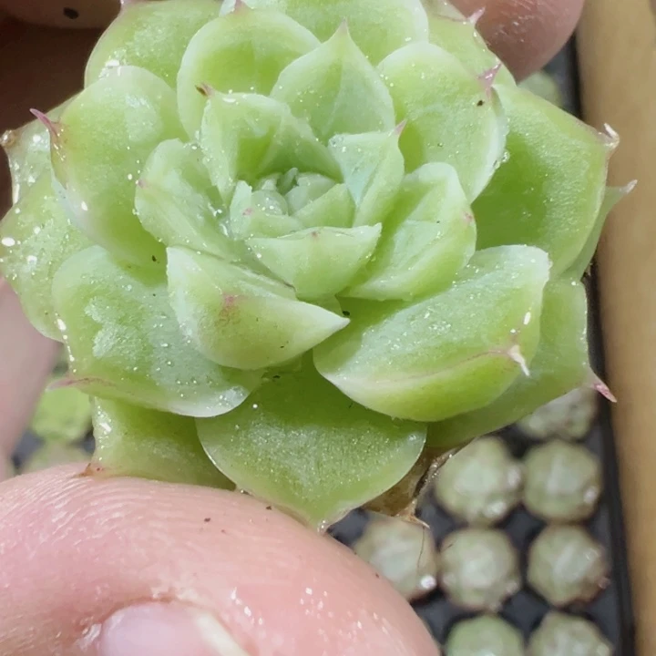 潘多拉精品多肉植物