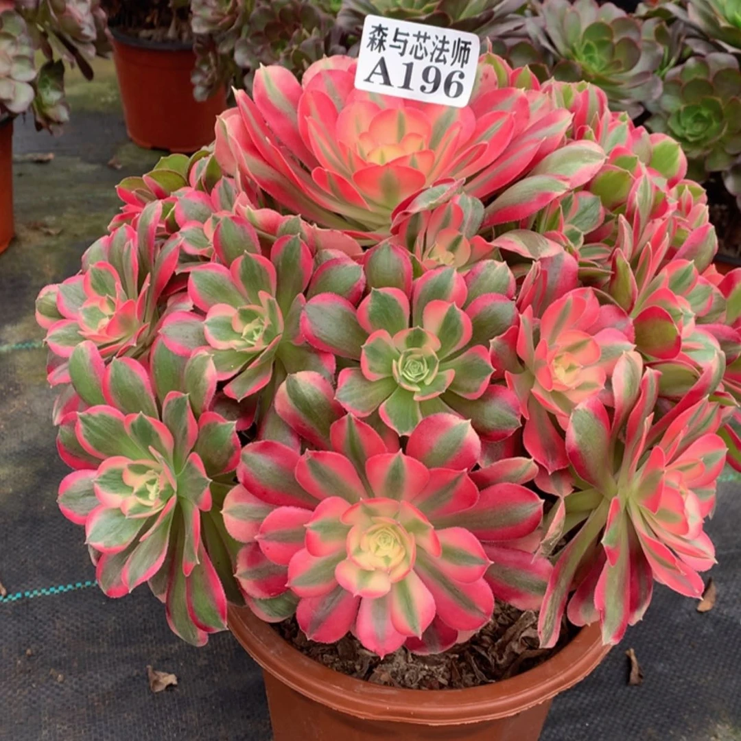 【闪购商品】196倾城