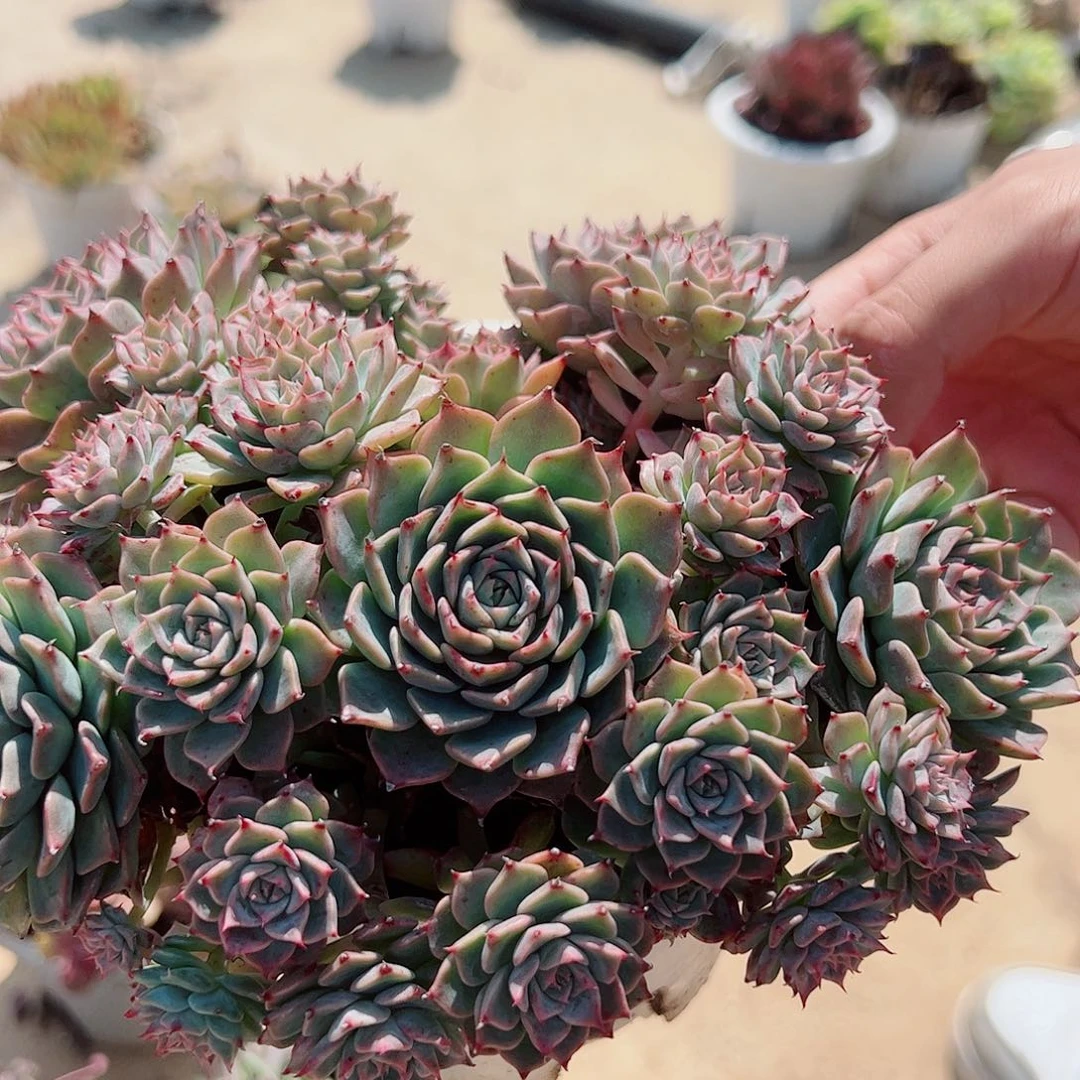 海滨格瑞 多头群生 带盆土