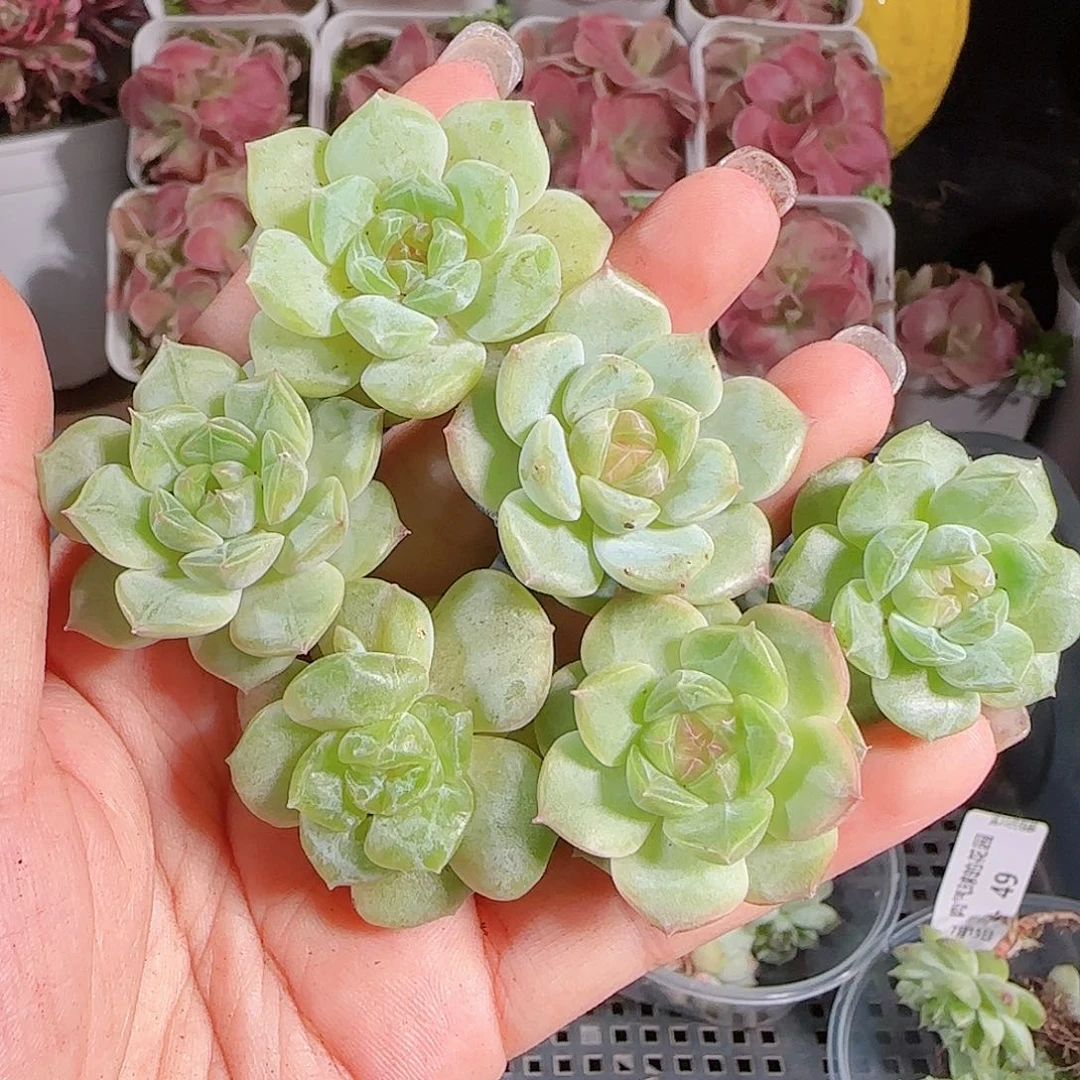 0715-,-50糖心珍妮