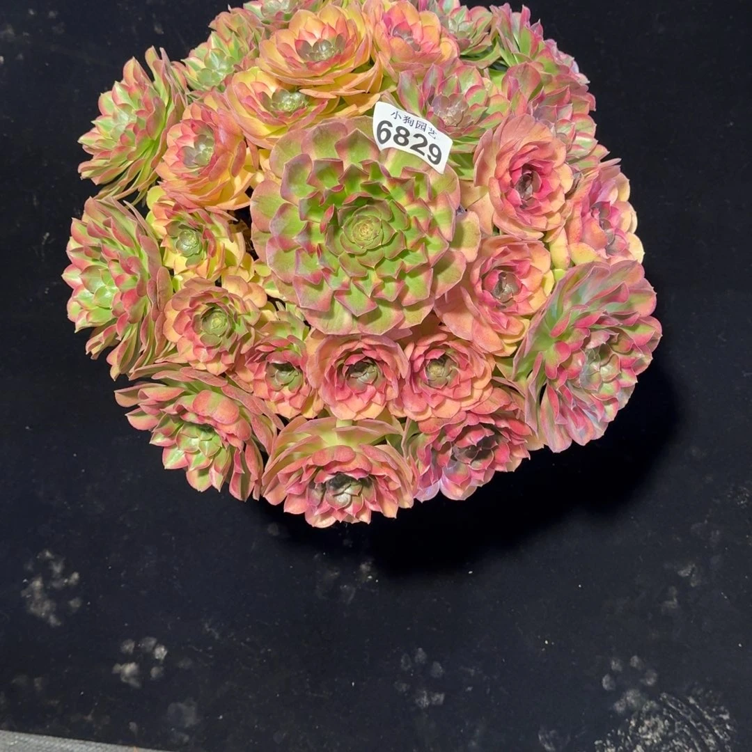 顾*诚雨荷多肉植物6829