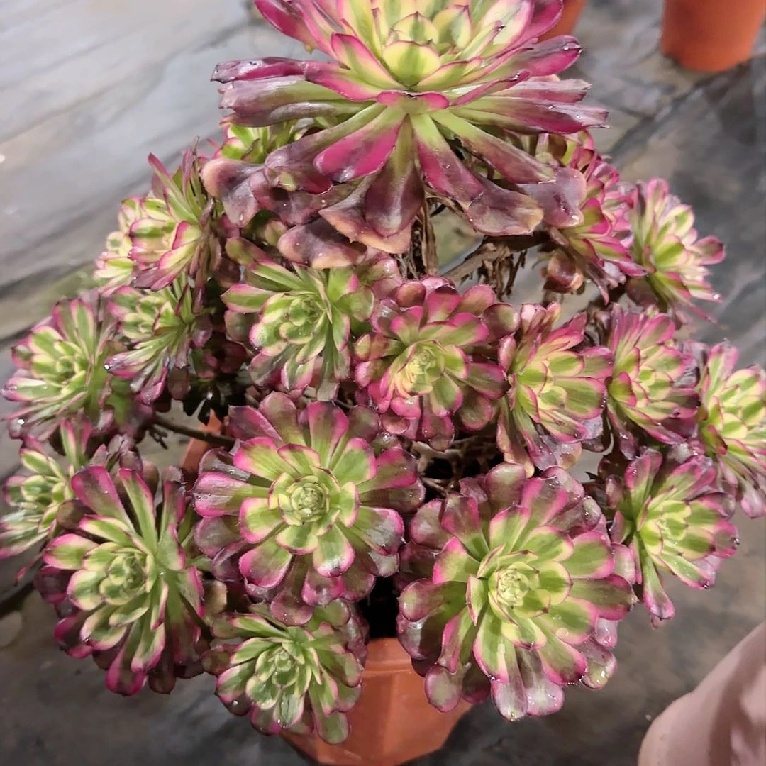 舞天姬326多肉多肉