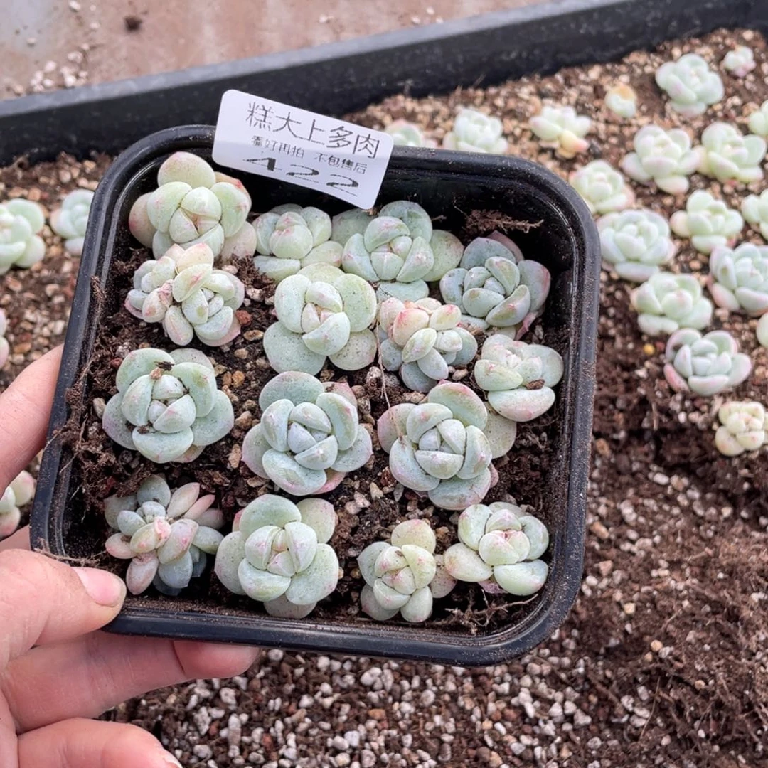 糕大上多肉植物422