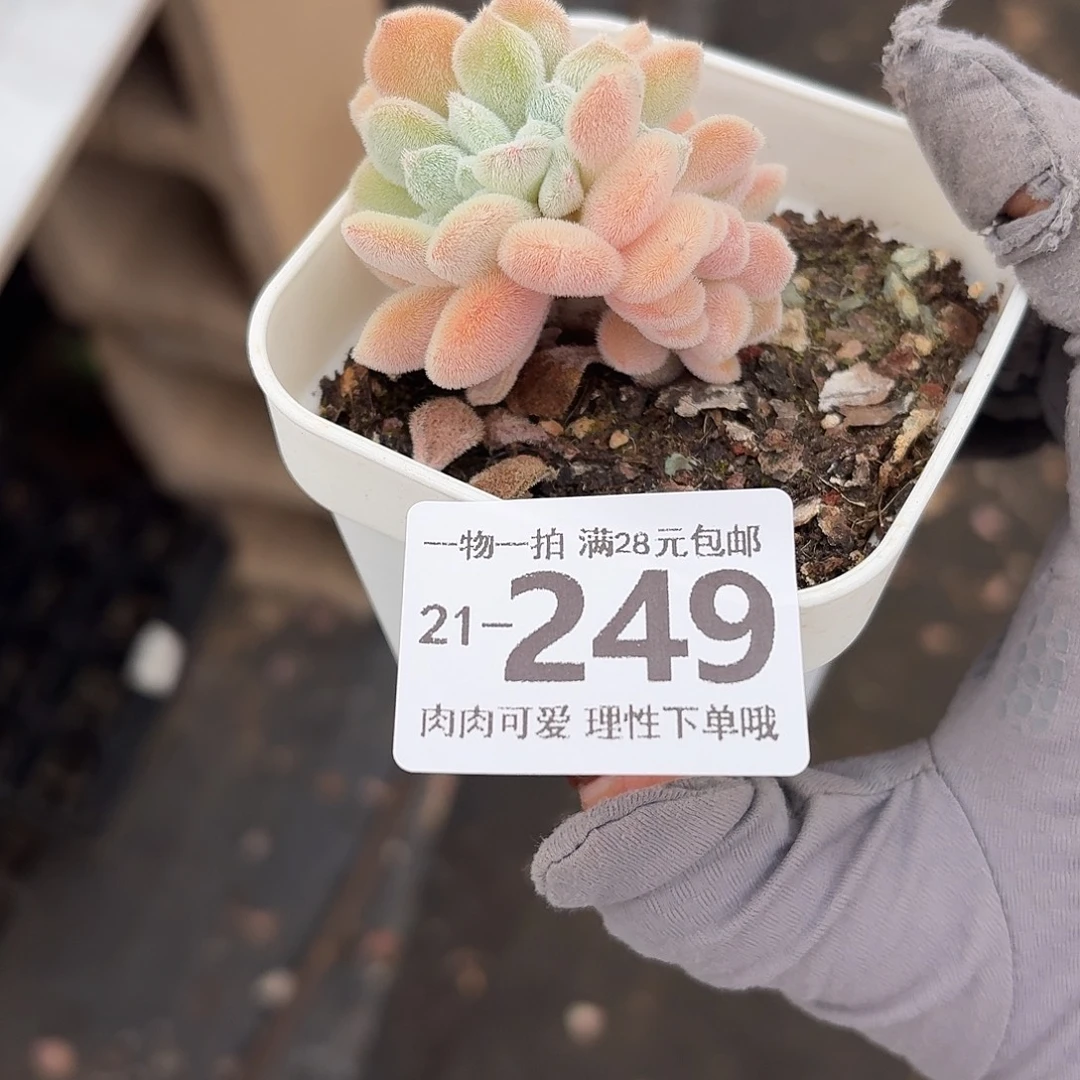 ʚ***ɞ雪晃星缀化无盆土发货无盆
