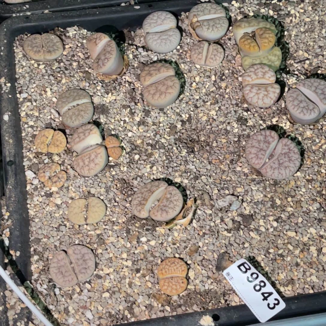 花***花9843福利筐1不售后