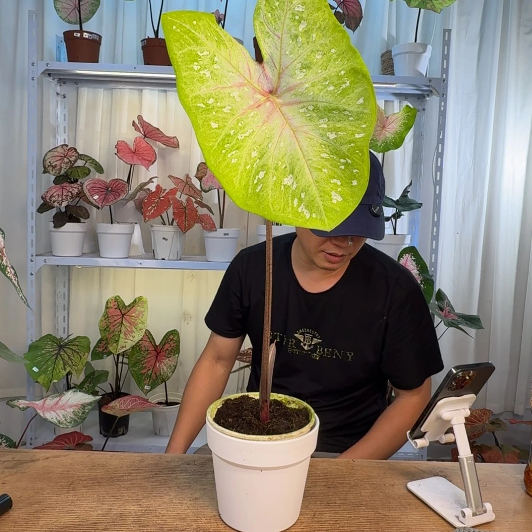 无花朵柠檬果汁    0931