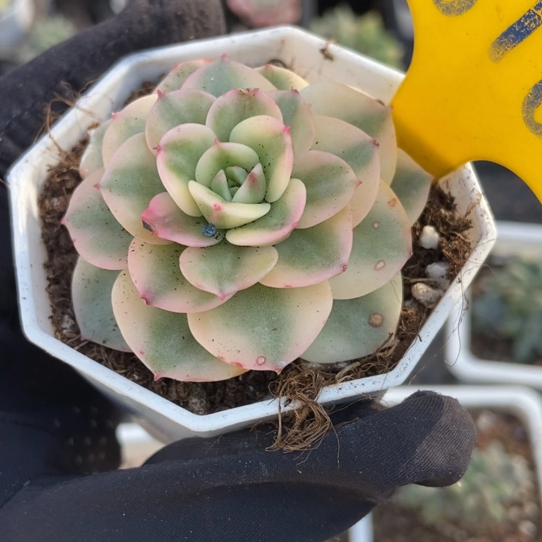 616蜡牡丹锦多肉植物