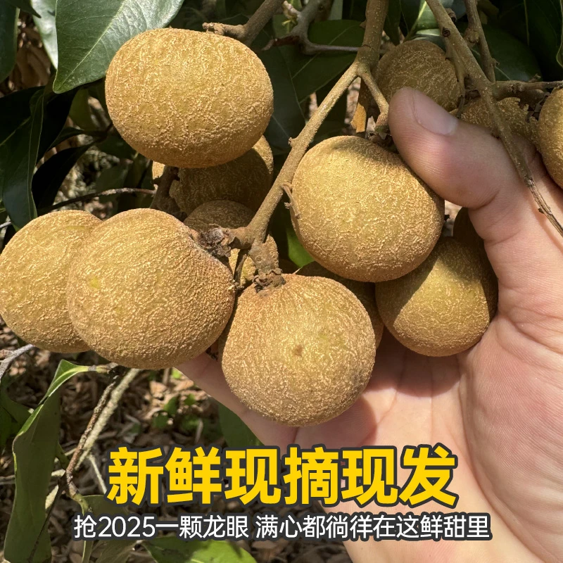 广东桂圆石硖储良龙眼精选大果当天新鲜采摘高州龙眼