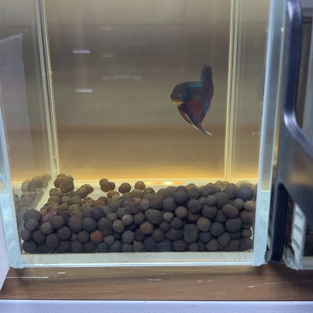 斗鱼泰国斗鱼原斗12号