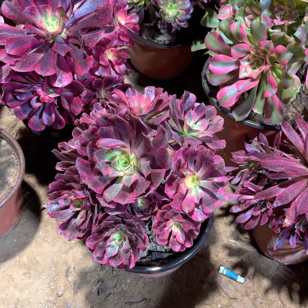 美杜莎9.9多肉植物