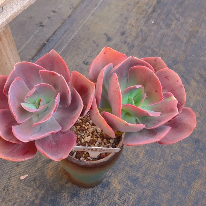 帅**猪谢谢你的支持0000095