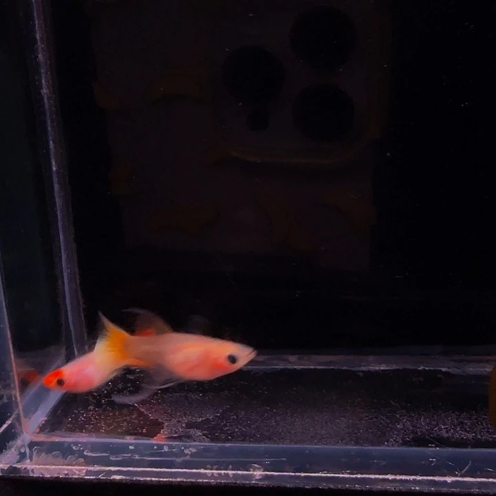 孔雀鱼红头日落玻璃猫大C1对