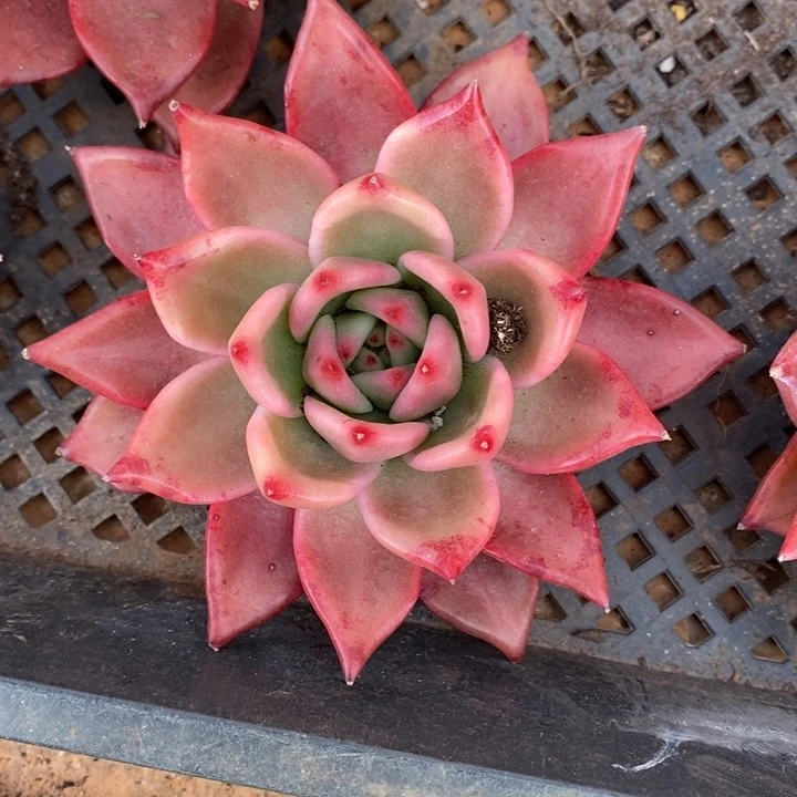 D013- 直播福利 水晶之恋