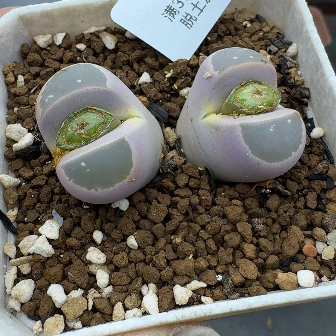 874多肉哈哈哈脱土发货
