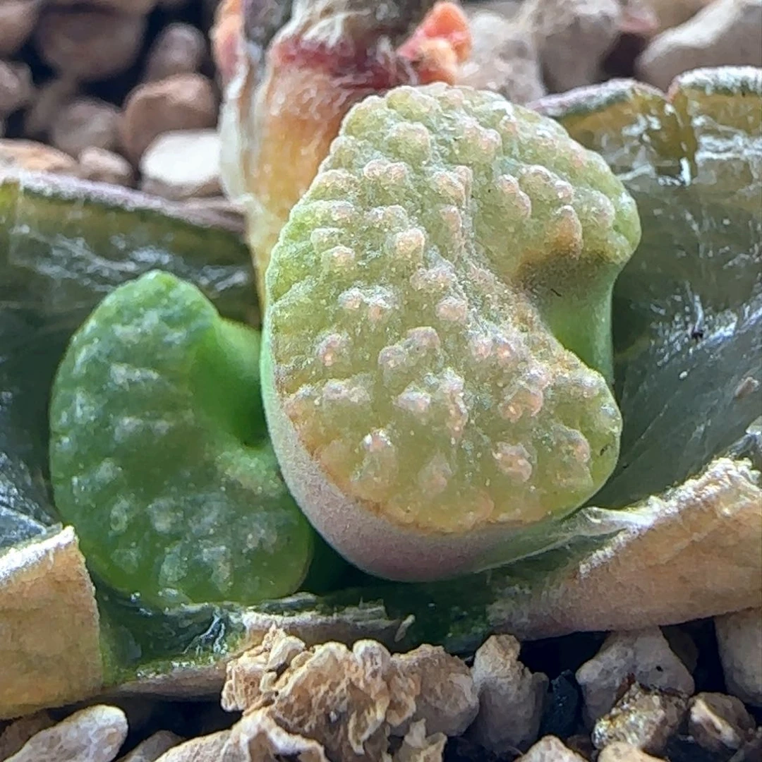 2.23.74/双头ban'ke磁铁/